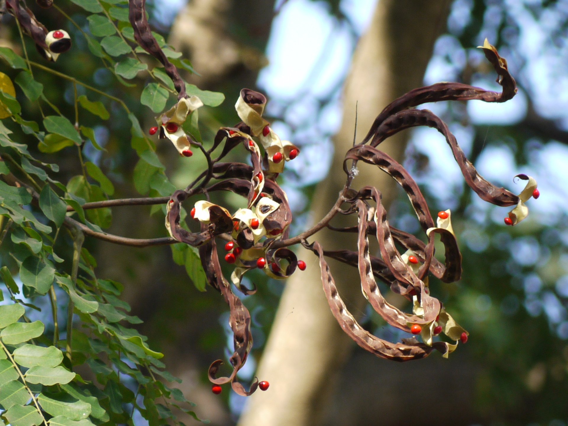 Coral, Coralitos - Vista principal